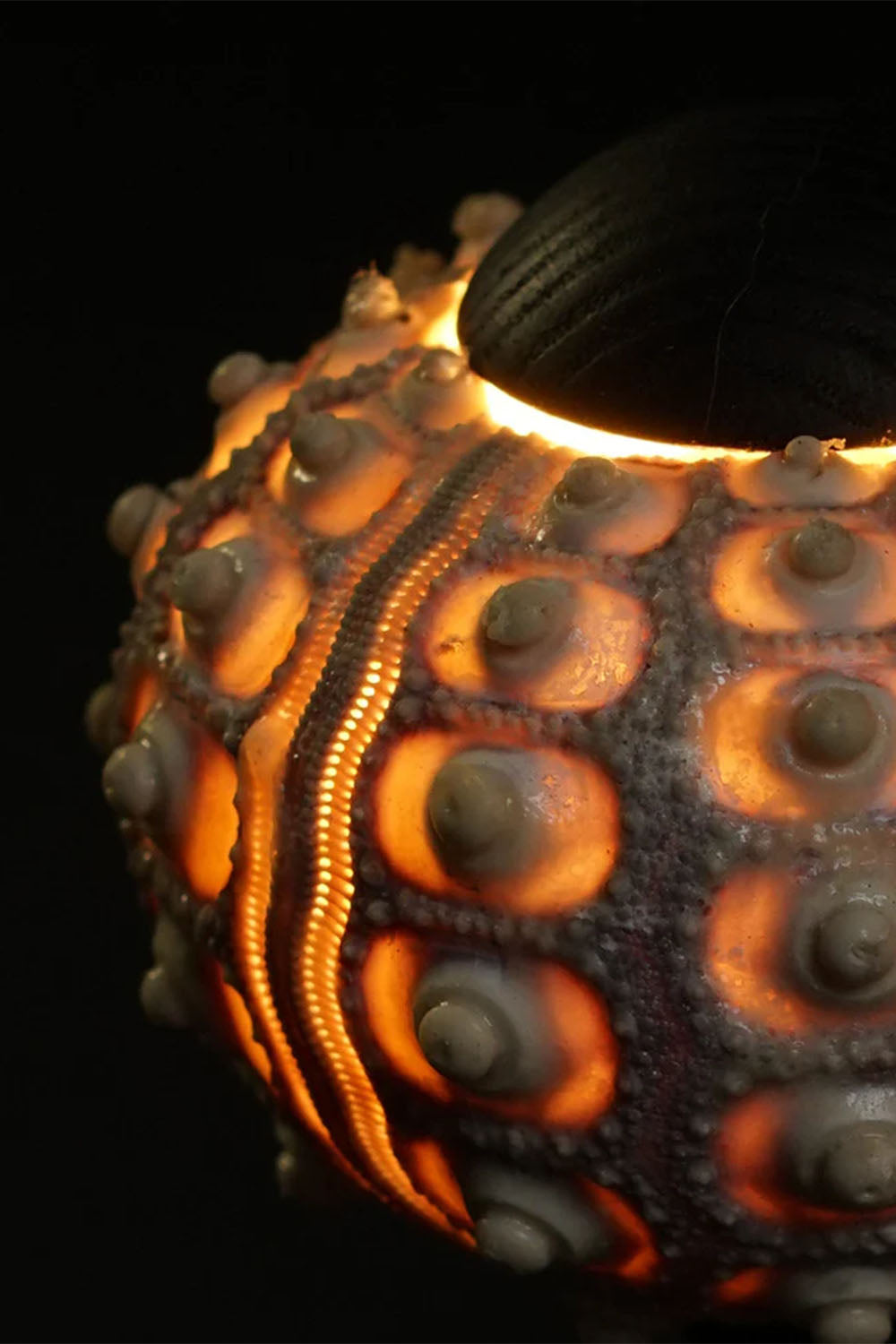 Sea Urchin Table Lamp - view 14 | everlamps